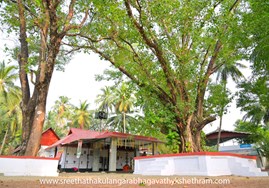 ശ്രീ തത്തകുളങ്ങര  ഭഗവതി ക്ഷേത്രം.